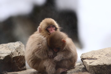 SNOW MONKEY(地獄谷野猿公苑 JIGOKUDANI MONKEY PORK)
