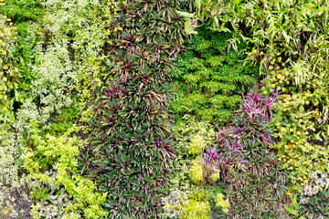 walls of beautiful leaf