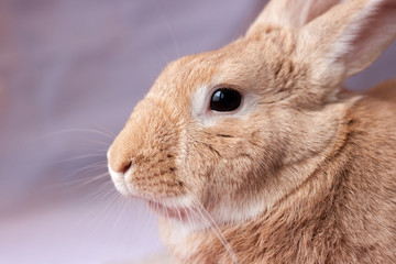Domestic Rufous Rabbit in soft lighting