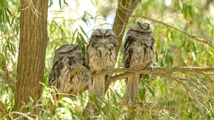 Group of juvenile Australian tawny frogmouth nocturnal birds per