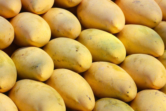 golden ripe mangoes
