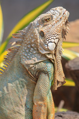 Close-up of green iguana (Iguana iguana)