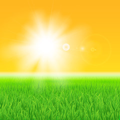 Green grass under the sun