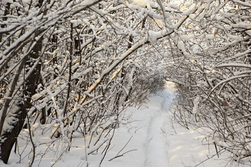 Path in snow drifts through the trees.