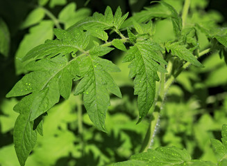 Seedlings tomato. Growing sprouts at home.