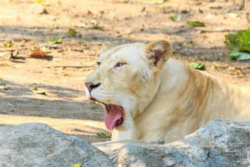 Obraz premium Beautiful female white lion at zoo