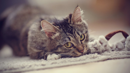 Portrait of the playing domestic cat with yellow eyes