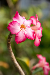 Azalea flowers