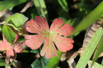 A red leaf in the middle of green leaves,