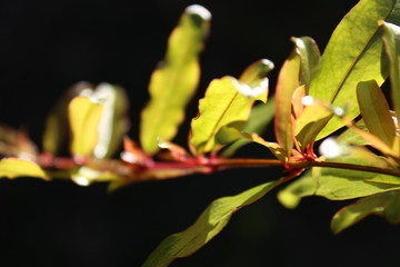 A stem of pomegranate tree.