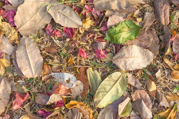 Colorful fall leaves background