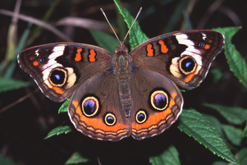 Buckeye Butterfly Illinois Wildlife