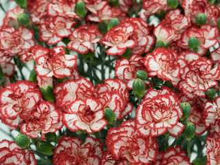 カーネーション