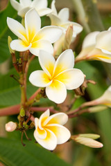 Plumeria
