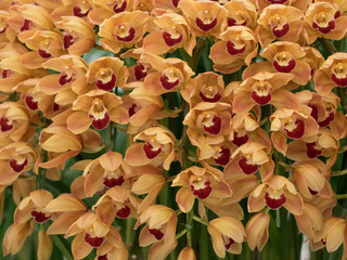 シンピジューム