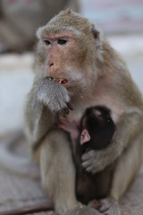 Portrait of monkey and her kid