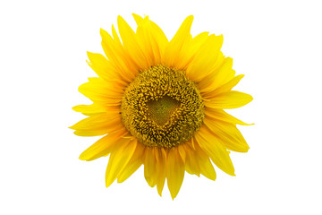Fototapeta premium Sunflower on the isolated white background