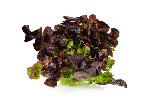 lettuce or red oak-leaf on white background