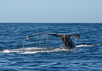 Naklejka premium Whale Fluke in Cabo San Lucas Baja Mexico