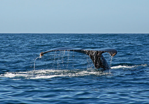 Whale Fluke In Cabo San Lucas Baja Mexico