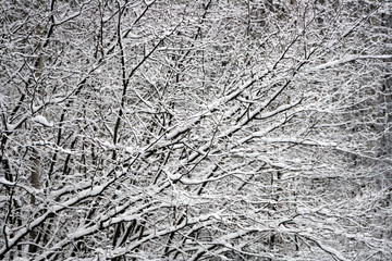 snow lace on tree branches