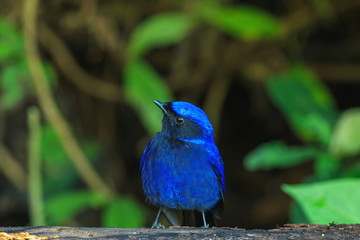 Bird,Large Niltava - Doi Inthanon Chiang Mai, Thailand