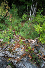 the young cedar which grew on the stony coast of the lake