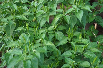 Guinea pepper plant