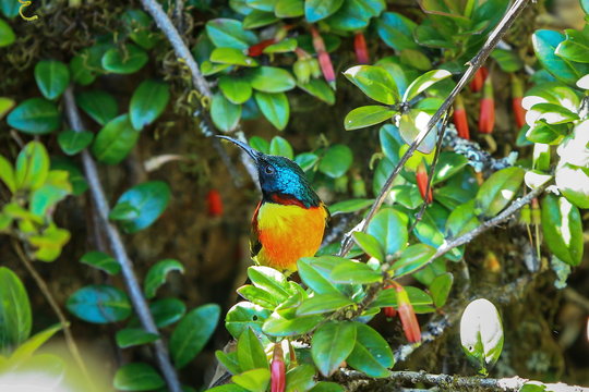 Bird,Mrs. Gould's Sunbird, Sunbird- Doi Inthanon Chiang Mai, Thailand