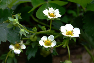 Obraz premium Flowering strawberry