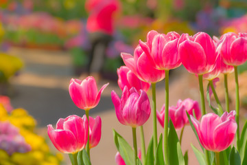 Tulip. Beautiful bouquet of tulips. colorful tulips.