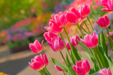 Fototapeta premium Tulip. Beautiful bouquet of tulips. colorful tulips.