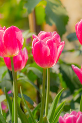 Tulip. Beautiful bouquet of tulips. colorful tulips.