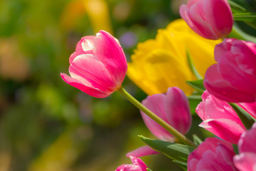 Tulip. Beautiful bouquet of tulips. colorful tulips.