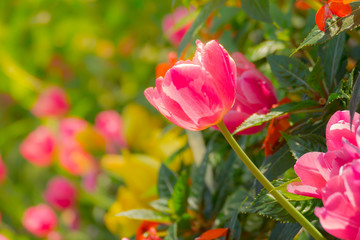 Tulip. Beautiful bouquet of tulips. colorful tulips.