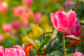 Tulip. Beautiful bouquet of tulips. colorful tulips.