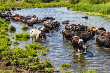 Cows wade cross the river
