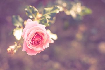 pink spring roses