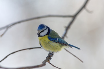 blue tit on the branch