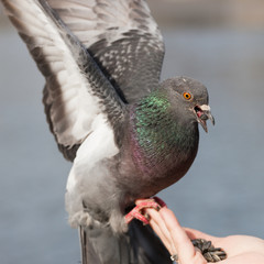 Dove with seeds in its beak