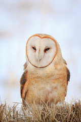 Portrait of a Barn Owl