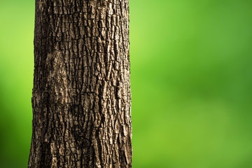 Tree Trunk Closeup isolated - 103069694