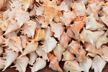 Seashell