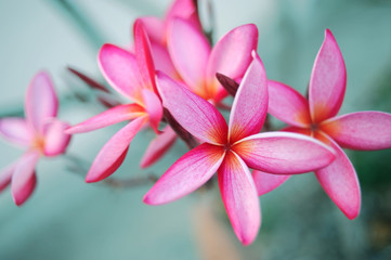 Pink plumeria, Vintage style