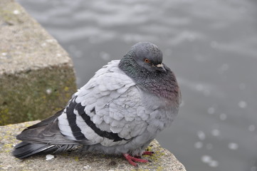 Sitting Pigeon