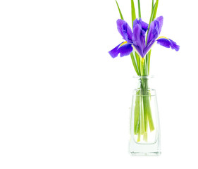 flowers blue purple irises with leaves in a glass vase isolated on white background
