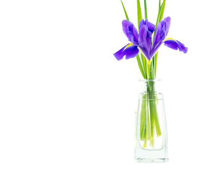 flowers blue purple irises with leaves in a glass vase isolated on white background
