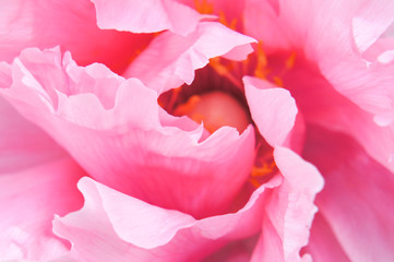 Pink peony closeup