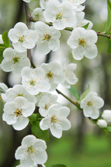 Blossoming white cherry