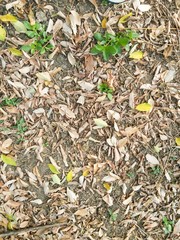 dry leaves on ground in autumn garden